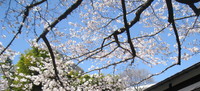桜　開花.jpg