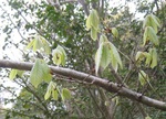 コナラの芽吹き２.jpgのサムネール画像