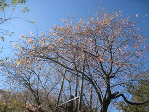 20141205熱海ヒマラヤ桜