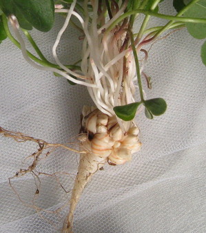 ムラサキカタバミ鱗茎１.jpg
