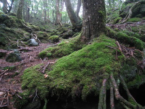 140907樹林帯のサムネール画像