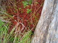 紅葉したミズゴケのサムネール画像