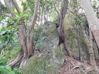 20170507日守山　岩に挟まれた木１