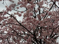 聾学校前の桜